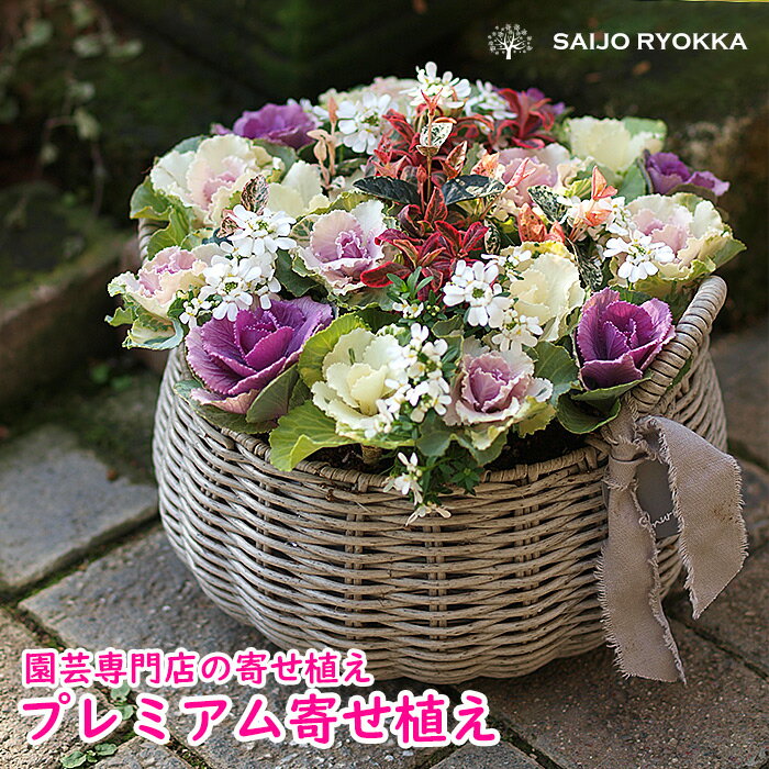 【送料無料】専門店のクリスマス・お正月カゴ寄せ植え 玄関 縁起の良い 葉牡丹 寄せ植え ワンランク上 クリスマス お正月 冬の寄植え ギフト 鉢植え アレンジ おしゃれ お歳暮 送料無料【北海道・沖縄・東北発送不可】のサムネイル