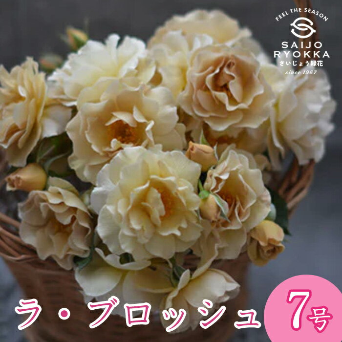 予約バラ苗 河本バラ園 ラ ブロッシュ 大苗 7号鉢 茶系 SCL 薔薇苗 ばら苗 バラ 苗 鉢植え 【送料無料 ..