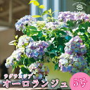 【紫陽花】アジサイ 5号苗 ラグランジア オーロランジェ 花なし株 【PW】【紫陽花】【あじさい】【従来の数倍良くさく】