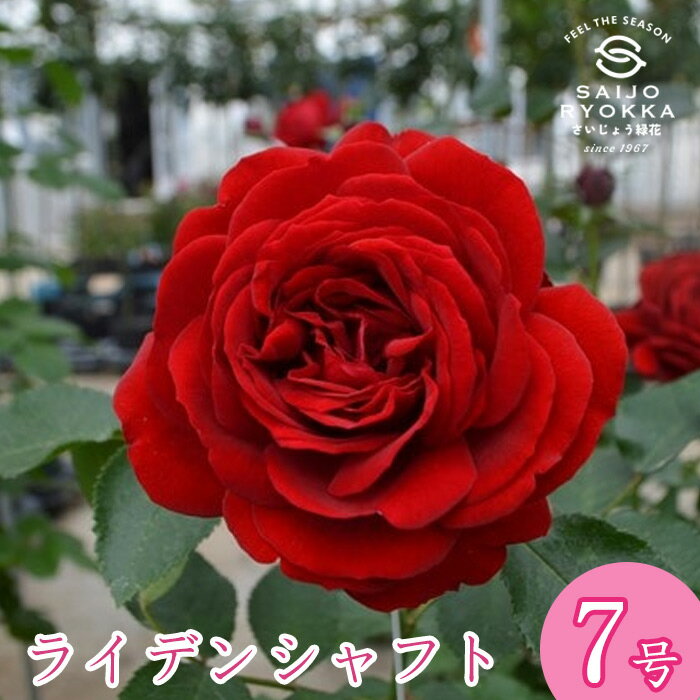 予約バラ苗 京成バラ園 コルデス ライデンシャフト 大苗 7号鉢 赤系 CL 薔薇苗 ばら苗 バラ 苗 鉢植え..