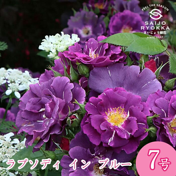 予約バラ苗 禅ローズ ラプソディ イン ブルー 大苗 7号鉢 紫系 薔薇苗 ばら苗 バラ 苗 鉢植え【送料無..