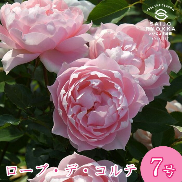 予約バラ苗 ロサオリエンティス ローブ デ コルテ 大苗 7号鉢 薔薇苗 ばら苗 バラ 苗 鉢植え【送料無料..