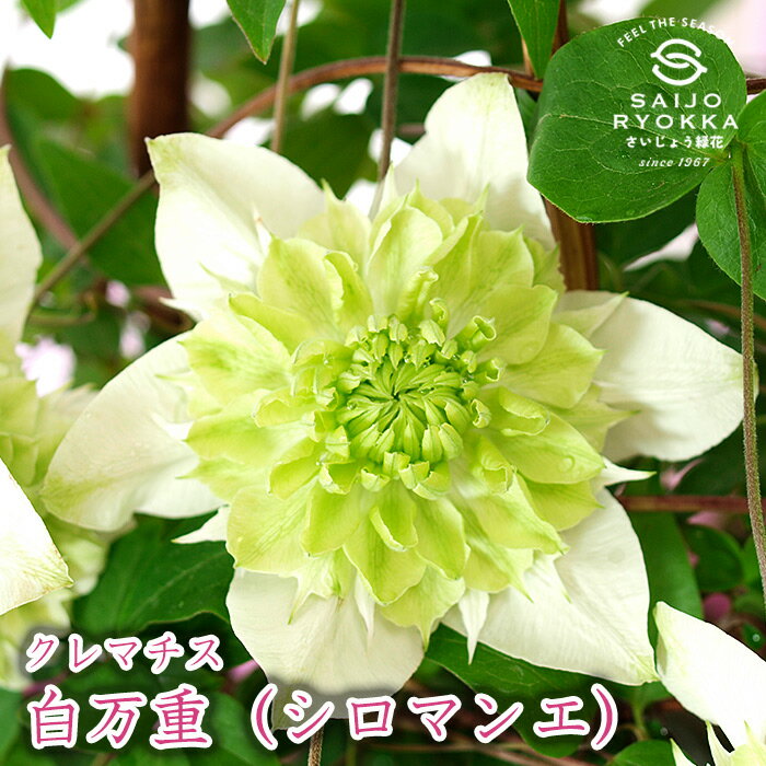楽天市場】クレマチス 白万重(花・ガーデン・DIY)の通販 楽天市場】クレマチス 白万重(花・ガーデン・DIY)の通販
