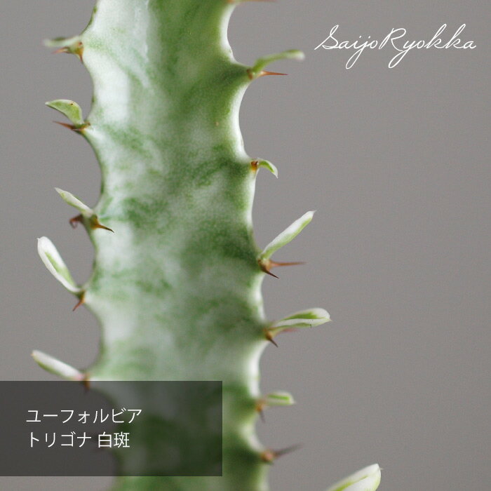 【ブラックフライデー！】トリゴナ 白斑 ユーフォルビア ポット苗 【観葉植物】のサムネイル