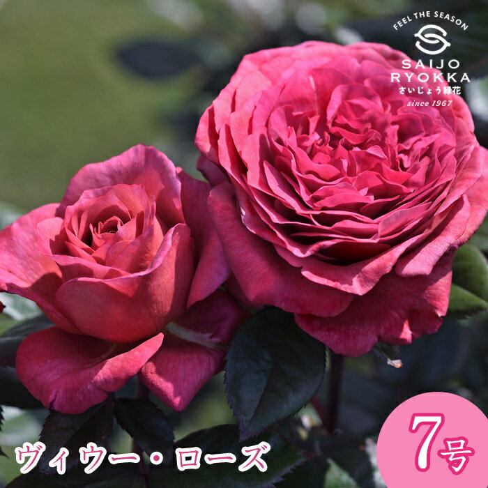 予約バラ苗 デルバール ヴィウー ローズ 大苗 7号鉢 赤系 POT 薔薇苗 ばら苗 バラ 苗 鉢植え 【送料無料 北海道沖縄発送不可】