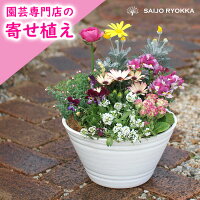 おしゃれな寄せ植えは店舗でも大人気！ 誕生日 記念日 お歳暮...