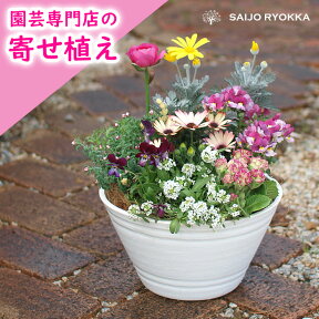 専門店の寄せ植え ギフト ワンランク上 送料無料【春の寄せ植え】【春の花】【北海道・沖縄・東北発送不可】寄植え 選べる鉢 プレゼント 春 夏 秋 冬 玄関【お祝い】 【誕生日】 【新築】【引越し】【お中元】【春の寄せ植え】【母の日対応不可】