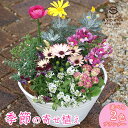2000鉢突破★専門店の寄せ植え ギフト ワンランク上 送料無料【早春の寄せ植え】【春の花】【北海道・沖縄・東北発送不可】寄植え 選べる鉢 プレゼント 春 夏 ...