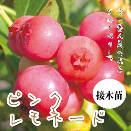 ブルーベリー・ピンクレモネード