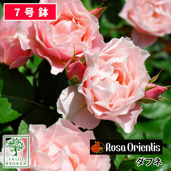 バラ苗 ロサオリエンティス ダフネ 大苗 7号鉢 ピンク系 POT 薔薇苗 ばら苗 バラ 苗 鉢植え【送料無料 北海道沖縄発送不可】 【期日指定不可】【バラ3鉢で1000円引き】【★お買い物マラソン！】のサムネイル