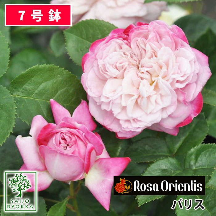 【予約バラ苗】バラ苗 ロサオリエンティス パリス 大苗 7号鉢 ピンク系 POT/SCL 薔薇苗 ばら苗 バラ 苗 鉢植え【送料無料 北海道沖縄発送不可】【0と5のつく日は楽天カードでお得】