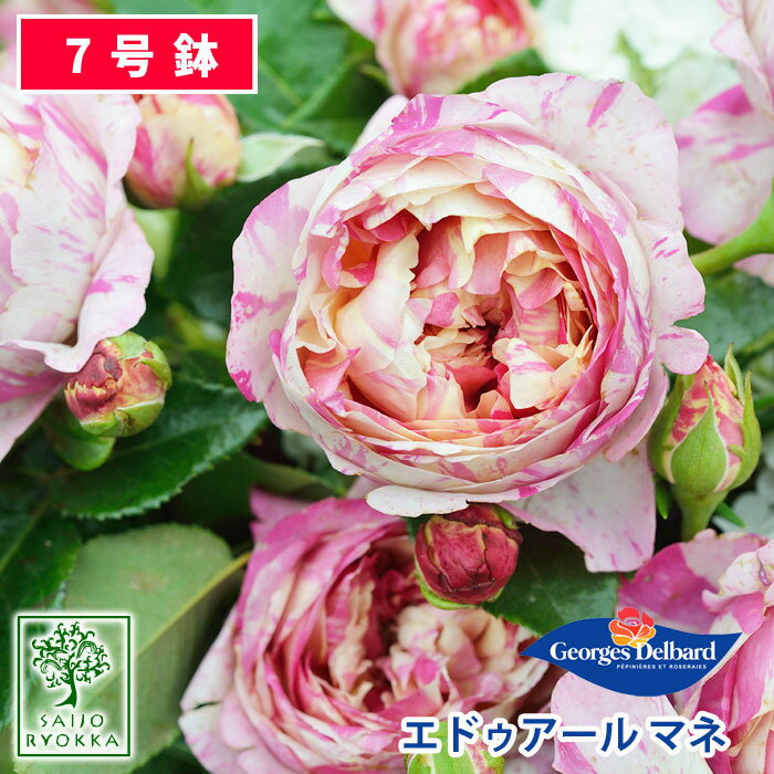 【クーポンあり】バラ苗 デルバール エドゥアール マネ 大苗 7号鉢 ピンクと黄の絞り SCL 薔薇苗 ばら苗 バラ 苗 鉢…