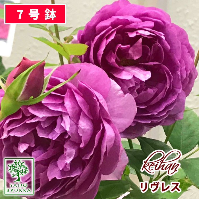 バラ苗 京阪ローズ F&Gローズ リヴレス 大苗 7号鉢 ピンク系 HT 薔薇苗 ばら苗 バラ 苗 鉢植え【送料無料 北海道沖縄発送不可】 【期日指定不可】【バラ3鉢で1000円引き】【★お買い物マラソン！】