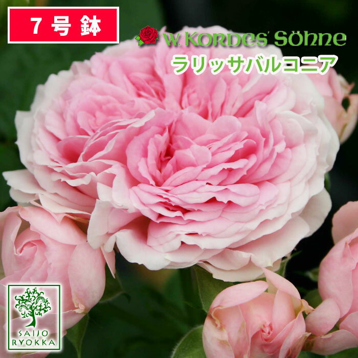 バラ苗 京成バラ園 コルデス ラリッサ バルコニア 大苗 7号鉢 ピンク系 FL 薔薇苗 ばら苗 バラ 苗 鉢植え【送料無料 北海道沖縄発送不可】【23日ポイント3倍！】【期日指定不可】のサムネイル