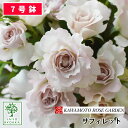 バラ苗 河本バラ園 サフィレット 大苗 7号鉢 紫系 POT 薔薇苗 ばら苗 バラ 苗 鉢植え 