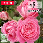 【クーポンあり】バラ苗 禅ローズ 雨ニモマケズ・リバーシブルピンク 大苗 7号鉢 ピンク系 FL 薔薇苗 ばら苗 バラ 苗 鉢植え【送料無料 北海道沖縄発送不可】 【期日指定不可】【バラ3鉢で1000円引き】【母の日対応不可】