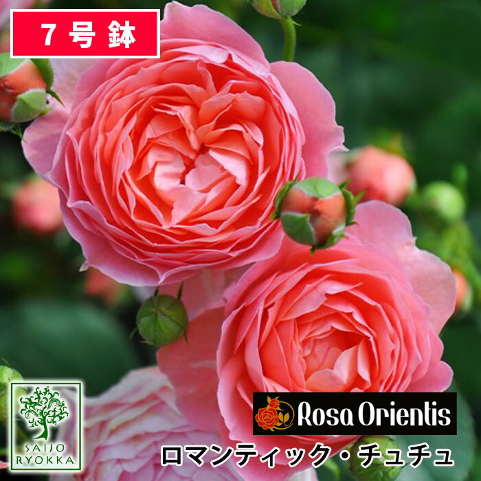 【予約】【お届けは2024年1月から】バラ苗 ロサオリエンティス ロマンチック・チュチュ 大苗 7号鉢 ピンク系 SCL 薔薇苗 ばら苗 バラ 苗 鉢植え【送料無料 北海道沖縄発送不可】 【20日クーポンあり！お得な日！】【期日指定不可】のサムネイル
