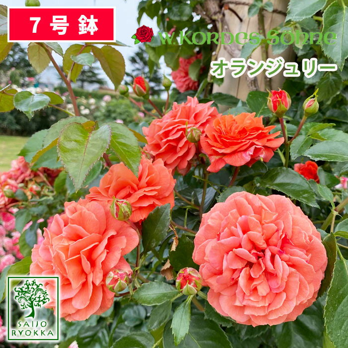 バラ苗 京成バラ園 コルデス オランジュリー 大苗 7号鉢 オレンジ系 CL 薔薇苗 ばら苗 バラ 苗 鉢植え  