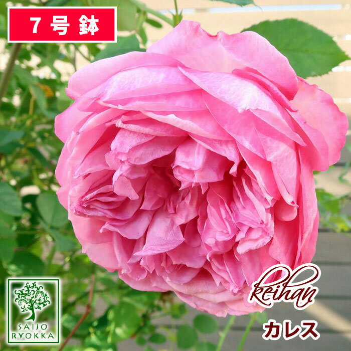 【クーポンあり】バラ苗 京阪ローズ カレス 大苗 7号鉢 ピンク系 薔薇苗 ばら苗 バラ 苗 鉢植え 薔薇苗 ばら苗 バラ …