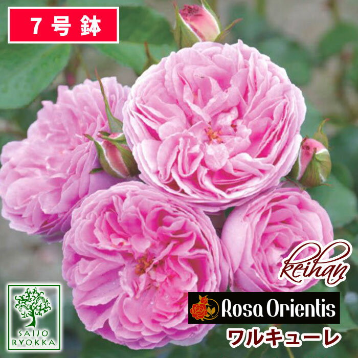 【良好】バラ苗 京阪ローズ ワルキューレ 大苗 7号鉢 ピンク系 薔薇苗 ばら苗 バラ 苗 鉢植え 薔薇苗 ばら苗 バラ 苗 鉢植え【送料無料 北海道沖縄発送不可】【本日ワンダフルデーお得な日！】【母の日ギフト対応不可】のサムネイル
