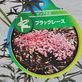 【常緑低木】サンブカスブラックレース(西洋ニワトコ)