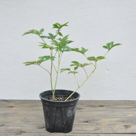 しゃくやく春の粧