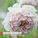 即納バラ苗 河本バラ園 ローズ ローブ ドール 大苗 7号鉢 紫系 薔薇苗 ばら苗 バラ 苗 鉢植え【送料無料 北海道沖縄発送不可】 【期日指定不可】