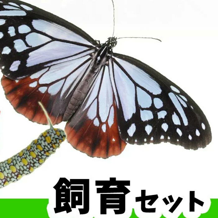 アサギマダラ飼育セット（幼虫・アサギマダラの餌セット）【納期指定不可】【お届けは5月下旬ごろから】【他商品と同…