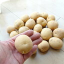 出島(デジマ でじま) ジャガイモ 優良種芋 5kg【充填時】