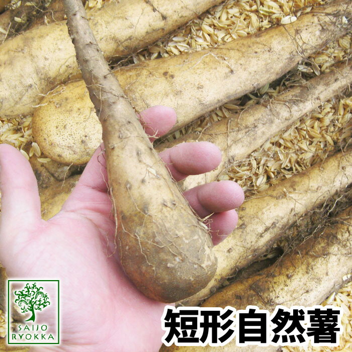 【春植え芋】自然薯 種芋 短形自然薯 6個【粘りの強いとろろ芋】【★お買い物マラソン！】