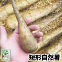 【春植え芋】自然薯 種芋 短形自然薯 6個【粘りの強いとろろ芋】【母の日対応不可】