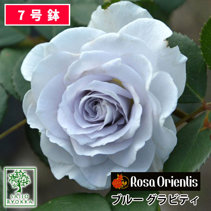 【ブラックフライデー！】予約バラ苗 ロサオリエンティス ブルー グラビティ 大苗 7号鉢 紫系 POT 薔薇苗 ばら苗 バラ 苗 鉢植え【送料無料 北海道沖縄発送不可】 【期日指定不可】【予約後キャンセル不可・2025年春から出荷予定】のサムネイル