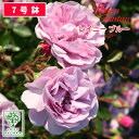 【クーポンあり】バラ苗 京成バラ園 タンタウ レイニー ブルー 大苗 7号鉢 紫系 CL 薔薇苗 ばら苗 バラ 苗 鉢植え【送料無料 北海道沖縄発送不可】 【期日指定不可】【バラ3鉢で1000円引き】【母の日対応不可】