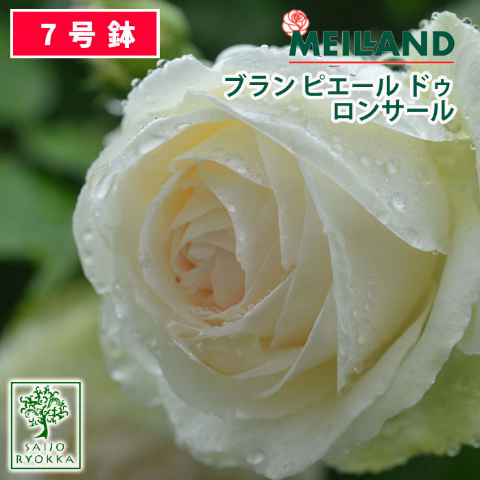 【予約】【お届けは2024年1月から】バラ苗 京成バラ園 メイアン ブラン ピエール ドゥ ロンサール 大苗 7号鉢 白系 CL 薔薇苗 ばら苗 バラ 苗 鉢植え【送料無料 北海道沖縄発送不可】【25日は5のつく日でお得】【期日指定不可】のサムネイル