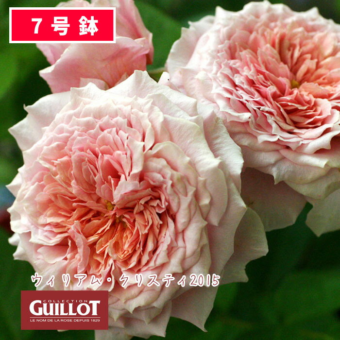 【クーポンあり】バラ苗 ギョー ウイリアムクリスティ2015 大苗 7号鉢 ピンク系 薔薇苗 ばら苗 バラ 苗 鉢植え【送料無料 北海道沖縄発送不可】 【期日指定不可】【バラ3鉢で1000円引き】【母の日対応不可】のサムネイル