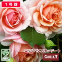 【クーポンあり】バラ苗 ギョー エリザベススチュワート 大苗 7号鉢 アプリコット系 SCL 薔薇苗 ばら苗 バラ 苗 鉢植…