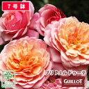 【クーポンあり】バラ苗 ギョー プリ PJ ルドゥーテ 大苗 7号鉢 ピンク系 SCL 薔薇苗 ばら苗 バラ 苗 鉢植え【送料無…