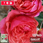 【クーポンあり】バラ苗 ギョー ラデュレ 大苗 7号鉢 ピンク系 薔薇苗 ばら苗 バラ 苗 鉢植え 【送料無料 北海道沖縄発送不可】 【期日指定不可】【バラ3鉢で1000円引き】【母の日対応不可】