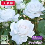 【クーポンあり】バラ苗 ドリュ アンナプルナ 大苗 7号鉢 白系 薔薇苗 ばら苗 バラ 苗 鉢植え【送料無料 北海道沖縄発送不可】 【期日指定不可】【バラ3鉢で1000円引き】【母の日対応不可】