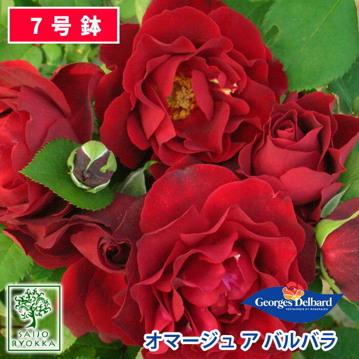 【予約】【お届けは2024年1月から】バラ苗 デルバール オマージュ ア バルバラ 大苗 7号鉢 赤系 POT 薔薇苗 ばら苗 バラ 苗 鉢植え【送料無料 北海道沖縄発送不可】【15日はポイントアップ！！】【期日指定不可】のサムネイル