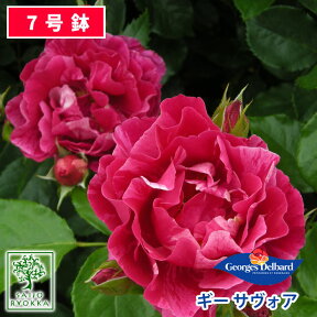 【クーポンあり】バラ苗 デルバール ギー サヴォア 大苗 7号鉢 赤系 SCL 薔薇苗 ばら苗 バラ 苗 鉢植え【送料無料 北海道沖縄発送不可】 【期日指定不可】【バラ3鉢で1000円引き】【母の日対応不可】