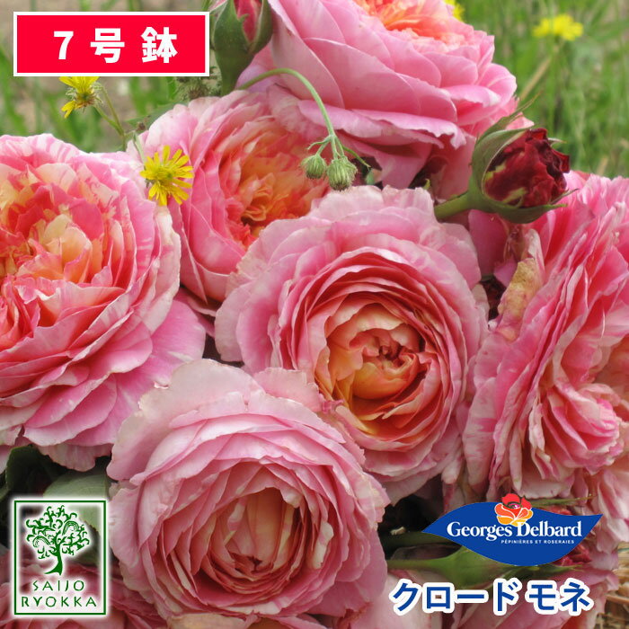 【春のガーデニング】【出荷中】バラ苗 デルバール クロード モネ 大苗 7号鉢 ピンク系 POT 薔薇苗 ばら苗 バラ 苗 鉢植え【送料無料 北海道沖縄発送不可】 【期日指定不可】【バラ3鉢で1000円引き】