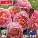 【予約】【お届けは2024年1月から】バラ苗 デルバール クロード モネ 大苗 7号鉢 ピンク系 POT 薔薇苗 ばら苗 バラ 苗 鉢植え【送料無料 北海道沖縄発送不可】【15日は5のつく日でお得】【期日指定不可】