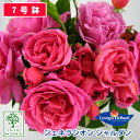 バラ苗 デルバール ジェネラシオン ジャルダン 大苗 7号鉢 ピンク系 SCL 薔薇苗 ばら苗 バラ 苗 鉢植え 