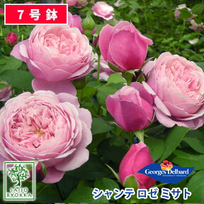 【クーポンあり】バラ苗 デルバール シャンテ ロゼ ミサト 大苗 7号鉢 ピンク系 SCL 薔薇苗 ばら苗 バラ 苗 鉢植え【送料無料 北海道沖縄発送不可】 【期日指定不可】【バラ3鉢で1000円引き】【母の日対応不可】