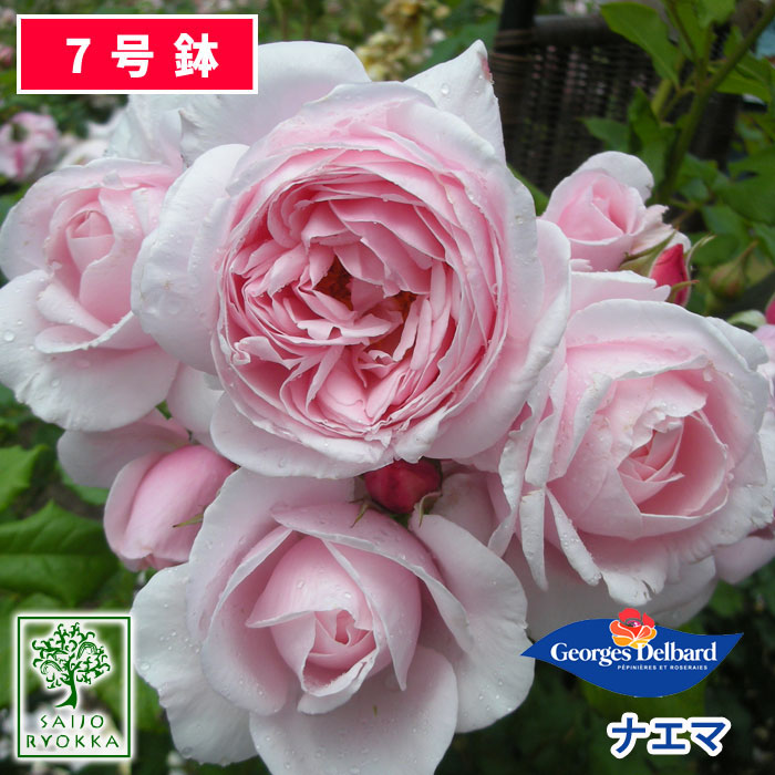 バラ苗 デルバール ナエマ 大苗 7号鉢 ピンク系 CL 薔薇苗 ばら苗 バラ 苗 鉢植え【送料無料 北海道沖縄発送不可】 【期日指定不可】【バラ3鉢で1000円引き】【★お買い物マラソン！】