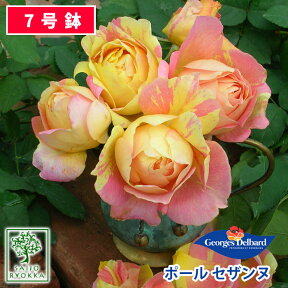 【クーポンあり】バラ苗 デルバール ポール セザンヌ 大苗 7号鉢 黄系 POT 薔薇苗 ばら苗 バラ 苗 鉢植え【送料無料 北海道沖縄発送不可】 【期日指定不可】【バラ3鉢で1000円引き】【母の日対応不可】