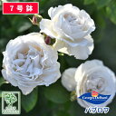 【クーポンあり】バラ苗 デルバール パブロワ 大苗 7号鉢 白系 SCL 薔薇苗 ばら苗 バラ 苗 鉢植え【送料無料 北海道…