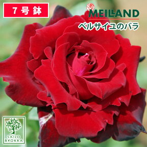 【クーポンあり】バラ苗 京成バラ園 メイアン ベルサイユのバラ 大苗 7号鉢 赤系 HT 薔薇苗 ばら苗 バラ 苗 鉢植え【送料無料 北海道沖縄発送不可】 【期日指定不可】【バラ3鉢で1000円引き】【母の日対応不可】