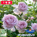 バラ苗 デルバール ローズシナクティフ（ローズシネルジック）大苗 7号鉢 紫系 SCL 薔薇苗 ばら苗 バラ 苗 鉢植え 